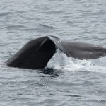 apex-environmental-cetacean-raja_ampat_2015_feb_whale_expedition-04-pm-001